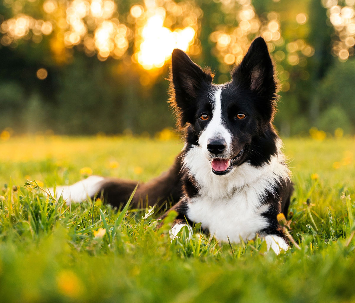 A happy border collie at sunset — Ward Veterinary Services in Tupelo, MS
