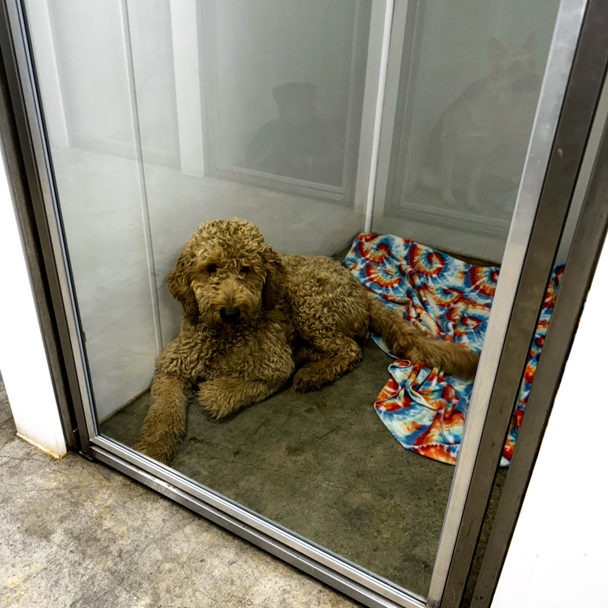 A dog resting peacefully in a clean boarding kennel