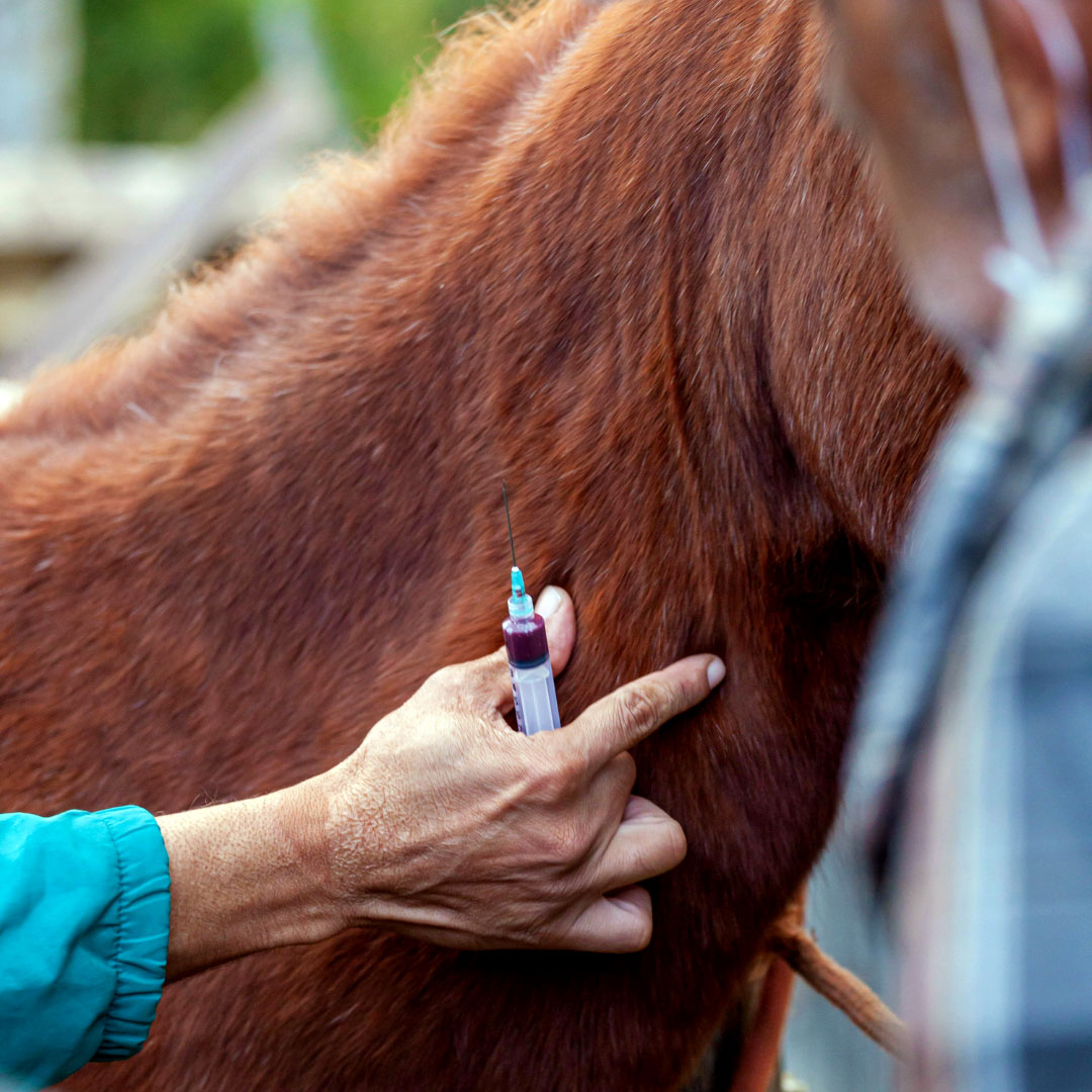 Equine veterinary care — a veterinarian treating a horse