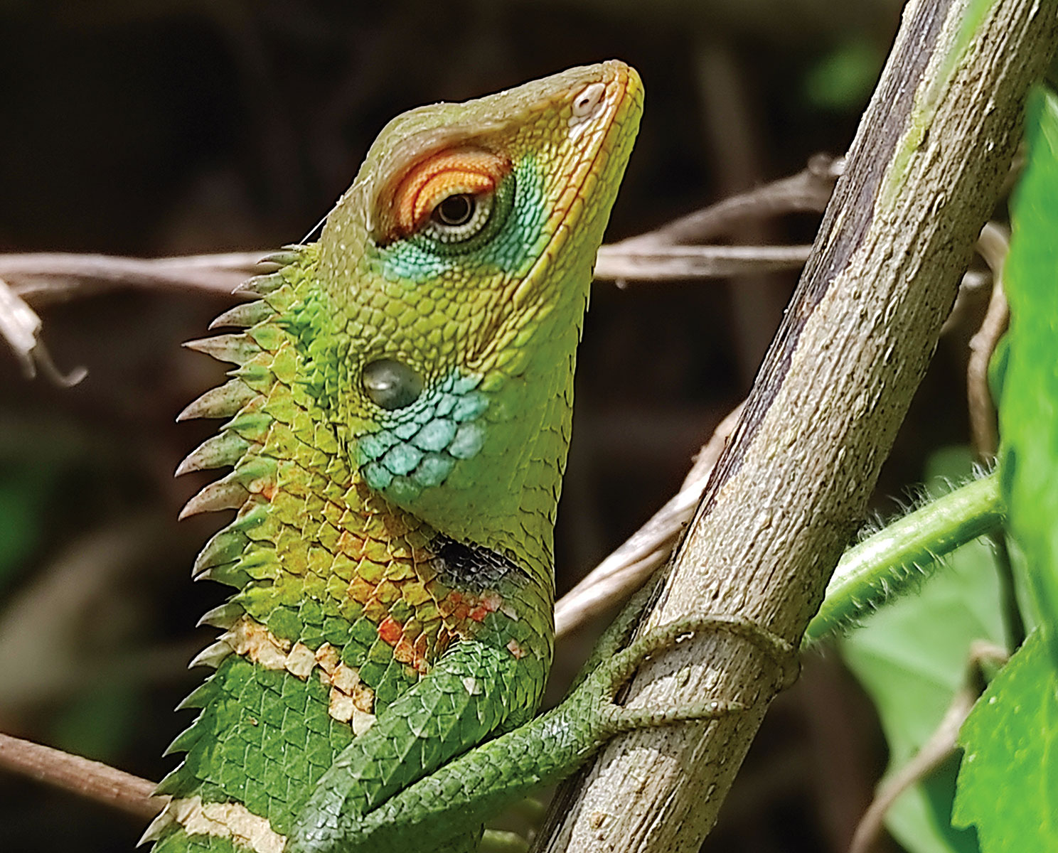 A vibrant green lizard — exotic animal care at Ward Veterinary Services