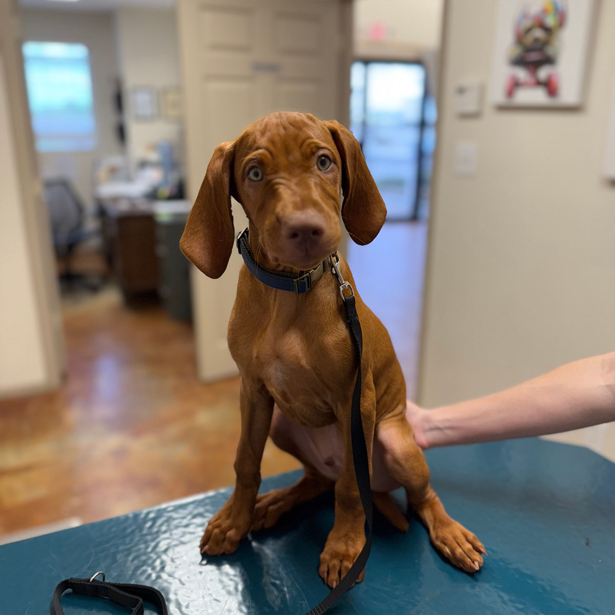 A small dog ready for a wellness exam at Ward Veterinary Services