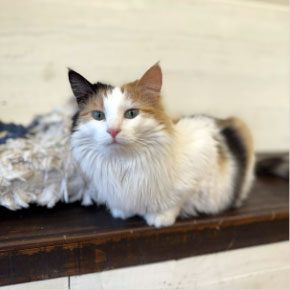 Butterbean the calico clinic cat