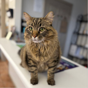 Hank the Tank, Ward Veterinary Services clinic cat